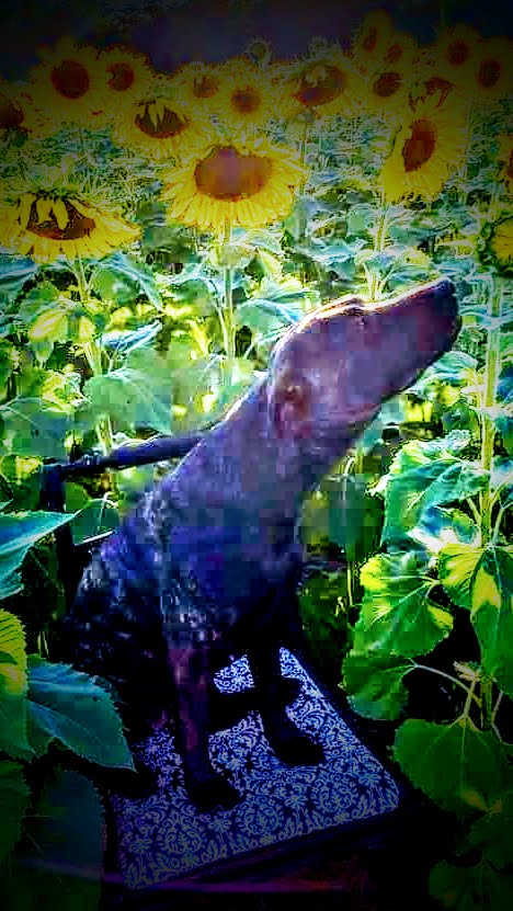 Rosey — Joshua's service dog